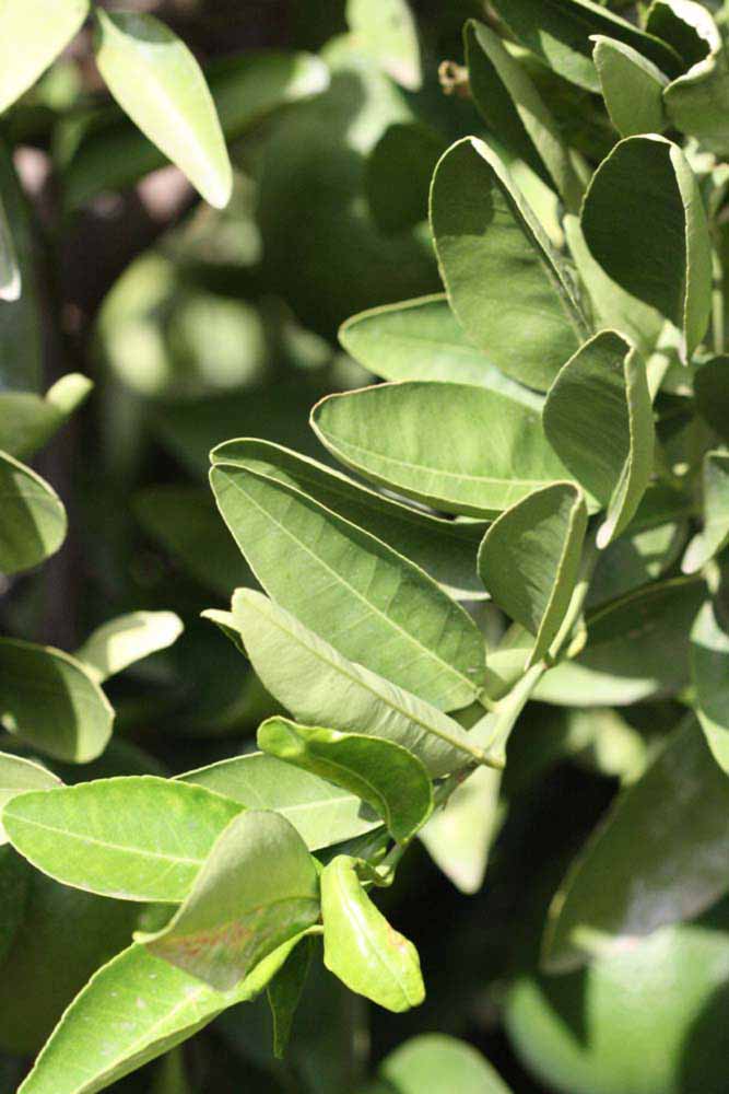                Sun leaves (Iyomikan, Riverside, CA)       